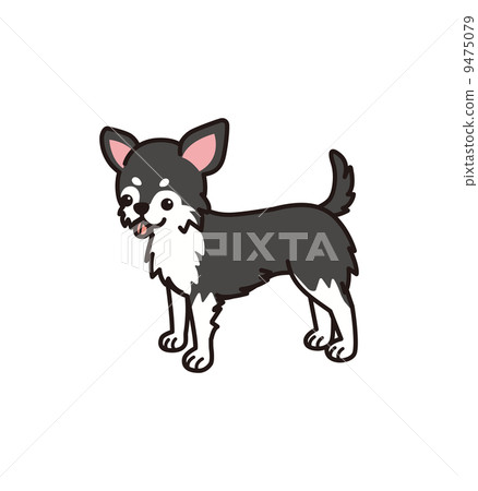 Chihuahuas (long) Chihuahuas (long) 9475079