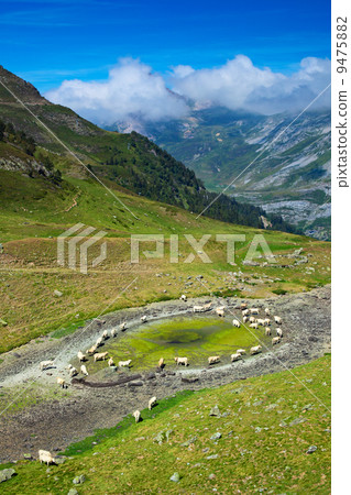 Cows on mountains background Cows on mountains background 9475882