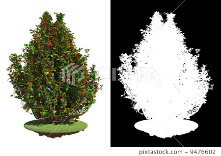 Bush Isolated on White Background. Bush Isolated on White Background. 9476602