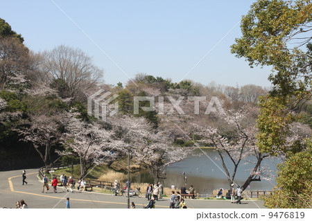 100 cherry blossom viewing Sakura cherry blossoms in full bloom at Mitsuike park in Yokohama 1 100 cherry blossom viewing Sakura cherry blossoms in full bloom at Mitsuike park in Yokohama 1 9476819