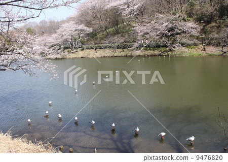Cherry blossoms and wild birds in full bloom at Yokohama Mitsuki Park Cherry blossoms and wild birds in full bloom at Yokohama Mitsuki Park 9476820