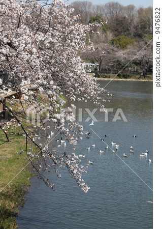 100 cherry blossom viewing Sakura sakura in full bloom at Mittsuke park in Yokohama 3 100 cherry blossom viewing Sakura sakura in full bloom at Mittsuke park in Yokohama 3 9476822