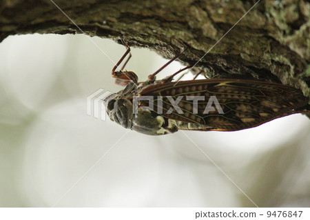 Cicadas Cicadas 9476847