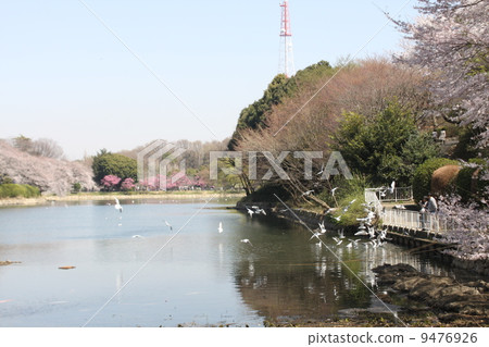 Sakura sakura in full bloom of Mitsuike park in Kanagawa prefecture Sakura sakura in full bloom of Mitsuike park in Kanagawa prefecture 9476926