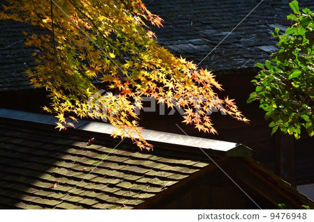 Higashiyama Botanical Garden in the fall 9476948