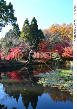 東山植物園在秋天 東山植物園在秋天 9476963