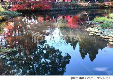 Higashiyama Botanical Garden in the fall Higashiyama Botanical Garden in the fall 9476964