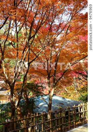 東山植物園在秋天 9476969
