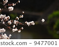 Cherry Blossoms	 9477001