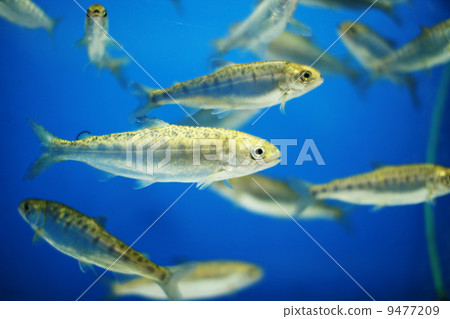 三文魚炒 三文魚炒 9477209