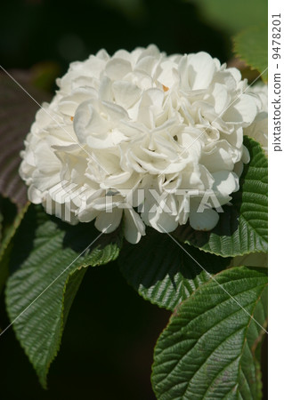 It is blooming a step before the big handed oodemari hydrangea. It is blooming a step before the big handed oodemari hydrangea. 9478201