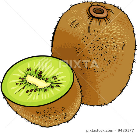 kiwi fruit cartoon illustration kiwi fruit cartoon illustration 9480177