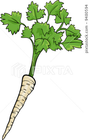 Parsley Root Vegetable Cartoon Illustration Stock Illustration 9480594 Pixta