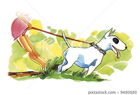woman and bull terrier dog woman and bull terrier dog 9480880