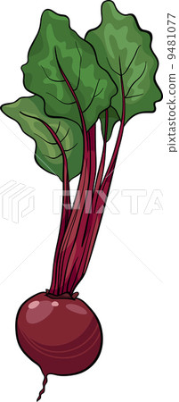beet vegetable cartoon illustration beet vegetable cartoon illustration 9481077