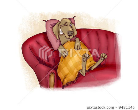 happy dog on sofa happy dog on sofa 9481145