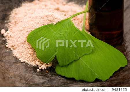 fresh leaves ginko biloba essential oil and powder - beauty trea fresh leaves ginko biloba essential oil and powder - beauty trea 9481555