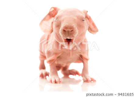 skinny guinea pig 9481685