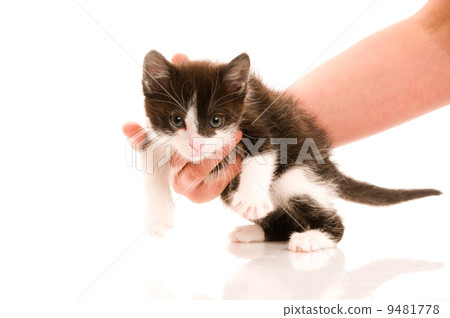 Adorable young cat in womans hand 9481778