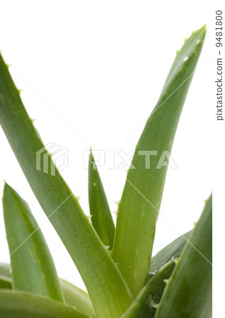Aloe vera - herbal medicine 9481800