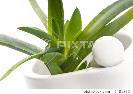 Aloe vera - herbal medicine Aloe vera - herbal medicine 9481823