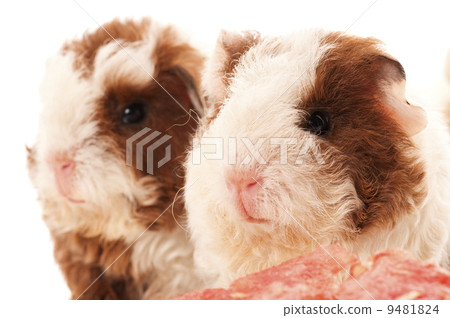 baby guinea pig baby guinea pig 9481824