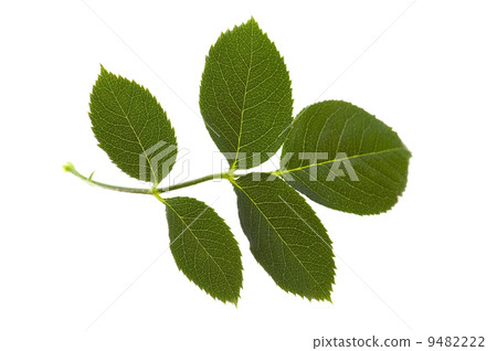 rose leaf rose leaf 9482222
