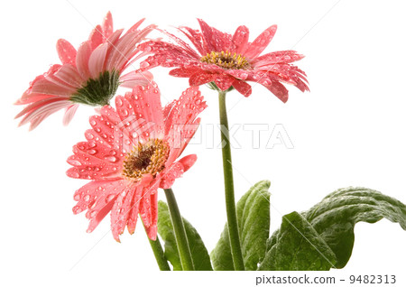 spring flowers spring flowers 9482313