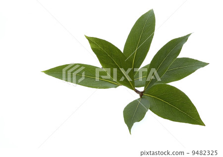 fresh herbs. bay leaves fresh herbs. bay leaves 9482325