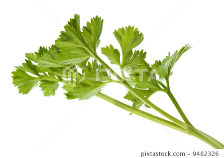 fresh herbs. parsley fresh herbs. parsley 9482326