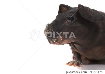 skinny guinea pig on white background skinny guinea pig on white background 9482375