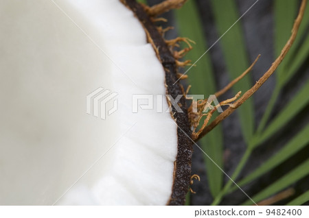 coconut and palm leaf. exotic scene 9482400