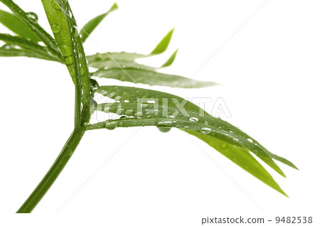 tropical leaves on the white 9482538