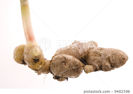fresh ginger root. plant fresh ginger root. plant 9482596
