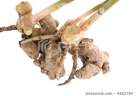 fresh ginger root. plant 9482784
