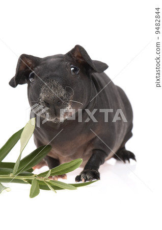 skinny guinea pig and olive branch on white background skinny guinea pig and olive branch on white background 9482844