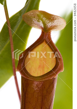 Leaves of carnivorous plant - Nepenthes 9482858