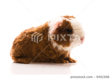baby guinea pig baby guinea pig 9482896