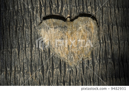 heart carved in tree trunk 9482931