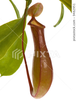 Leaves of carnivorous plant - Nepenthes 9482951