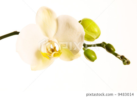 White orchid on white 9483014