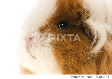 guinea pig isolated on the white background 9483161