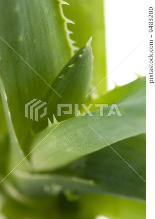 Aloe vera - herbal medicine Aloe vera - herbal medicine 9483200