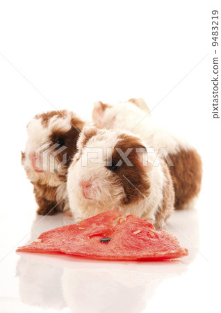 baby guinea pig 9483219