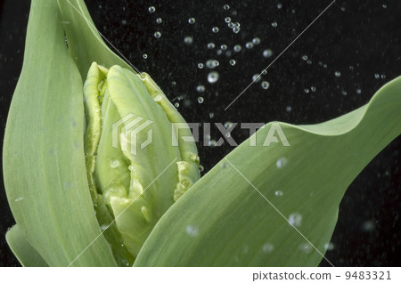 rain and tulip 9483321