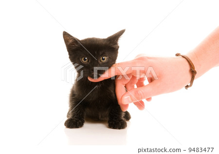Adorable young cat in womans hand 9483477