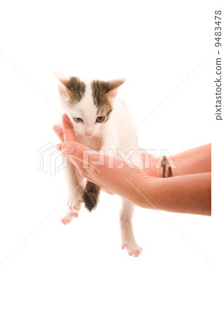Adorable young cat in womans hand 9483478
