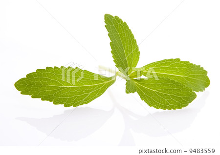 Stevia Rebaudiana leafs isolated on white background 9483559