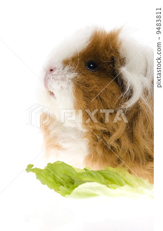 guinea pig isolated on the white background 9483811