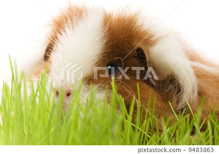 guinea pig isolated on the white background guinea pig isolated on the white background 9483863
